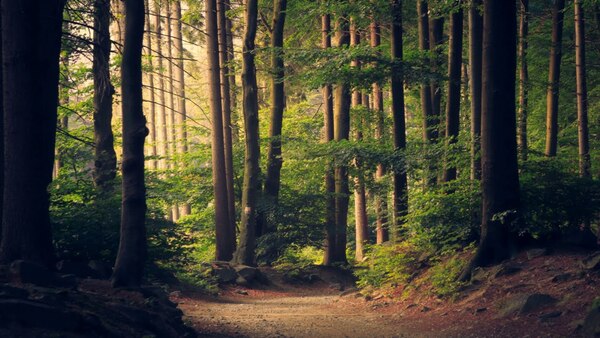 Sentier forestier avec une douce lumière à travers les arbres